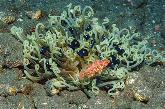 Green corkscrew tentacle sea anemone (Macrodactyla doreensis) Corkscrew anemone containing several