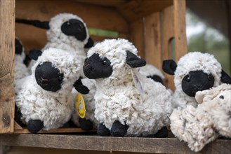 Souvenirs, Heidschnucken stuffed animals, Lüneburg Heath, Lower Saxony, Germany, Europe