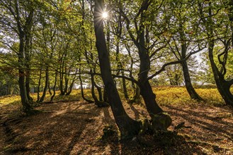 Beech trees on the Kahler Asten, highest mountain in North Rhine-Westphalia, near Altastenberg,