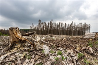 Forest dieback in the Arnsberg Forest nature park Park, over 70 per cent of the spruce trees are