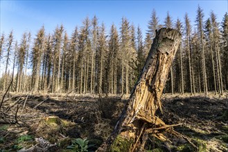 Forest dieback in Arnsberg Forest, northern Sauerland, dead spruce trees, partly cleared forest,