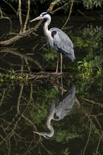 Grey heron in an oxbow lake of the Ruhr, in the Saarn-Mendener Ruhrauen, nature reserve, Mülheim an