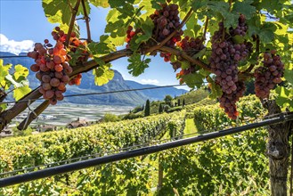 Wine growing, in the Adige Valley, near the village of Tramin on the wine road, view from the