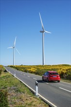 Green renewable alternative energy in Portugal, wind generator turbines among Cytisus flower shrubs