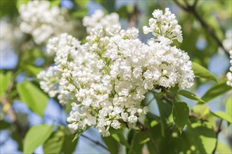 Blooming lilac in the botanical garden in spring