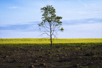 A lone maple tree after the felling with blue sunset sky and yellow field background