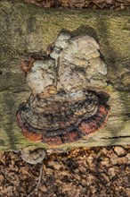 Mushroom on a tree trunk, mushroom growth, nature, poisonous mushroom, rotten, rotten, environment,