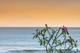 Frangipani (Plumeria) with view from Lombok to Bali, plant, shrub, flora, garden, botany,