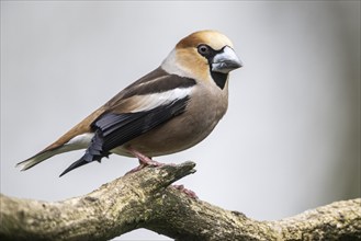 Hawfinch (Coccothraustes coccothraustes), Emsland, Lower Saxony, Germany, Europe