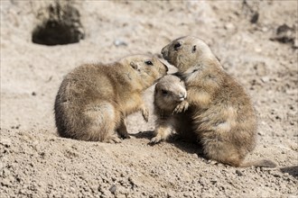 Prairie dogs (Cynomys ludovicianus), Emmen Zoo, Netherlands