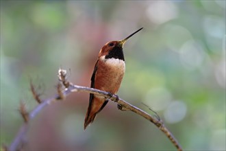 Rufous hummingbird (Selasphorus rufus), adult, male, perch, Sonoran Desert, Arizona, North America,