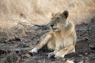 Lion (Panthera leo), adult female, lying down, African savannah, Kruger National Park, South