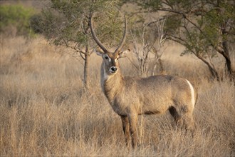 Ellipsen waterbuck (Kobus ellipsiprymnus), adult male in dry grass, Kruger National Park, South