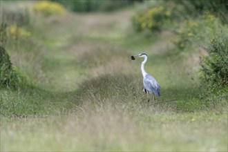 Grey heron (Ardea cinerea), Emsland with captured vole, Lower Saxony, Germany, Europe