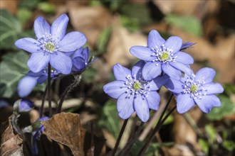 Liverwort (Hepatica nobilis), North Rhine-Westphalia, Germany, Europe