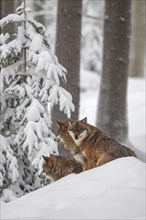 Gray wolves (Canis lupus), wolf pack, captive, winter, snow, forest, Bavarian Forest National Park,