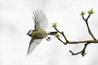 Blue tit (Parus caeruleus) in flight with outstretched wings, close to a branch with buds against a