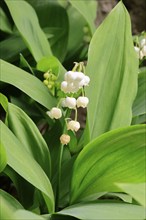 Lily of the valley (Convallaria majalis) in bloom, Elllerstadt, Germany, Europe