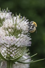 Early bumblebee (Bombus pratorum) on teasel (Dipsacus sylvestris), Emsland, Lower Saxony, Germany,