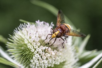 Hornet mimic hoverfly (Volucella zonaria) on teasel (Dipsacus sylvestris), Emsland, Lower Saxony,