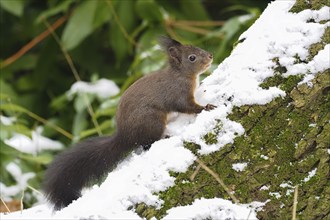 Eurasian red squirrel (Sciurus vulgaris) on a snow-covered tree trunk, winter, Hesse, Germany,