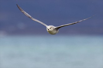 Northern fulmar (Fulmarus glacialis), Spitsbergen, Longyearbyen, Svalbard / Spitsbergen, Norway,