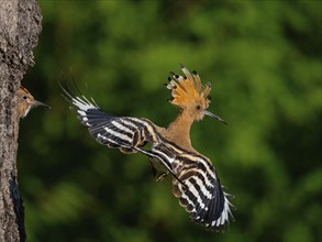 Hoopoe, (Upupa epops), take-off from the breeding den, family Hoopoes, formerly Rackenvögel, Hides