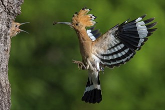 Hoopoe, (Upupa epops, approaching the breeding den, feeding juvenile, family Hoopoes, formerly