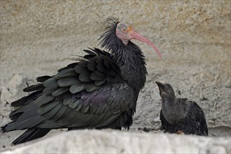 Northern Bald Ibis (Geronticus eremita) with chicks in the nest, Austria, Europe