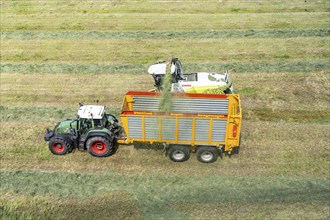 Hay harvest, on a Rhine meadow near Duisburg-Beeckerwerth, a forage harvester picks up the cut