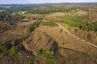 Forest dieback in the Arnsberg Forest nature park Park, over 70 per cent of the spruce trees are