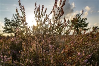 Osterheide, heather blossom of the broom heather, in the Lüneburg Heath nature reserve, Lower