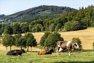 Cattle pasture near the village of Gevelinghausen, dairy cows grazing in a meadow, landscape in