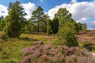 Heather blossom of the heather, in the Büsenbach valley, Lüneburg Heath nature reserve, Lower