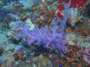 Soft corals on reef, dive site Ras Mohammed Shark and Jolanda Reef, Red Sea, Egypt, Africa