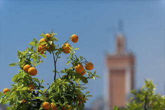 Orange tree, orange, cirus, fruit, food, nutrition, plant, tropical, agriculture, agricultural,