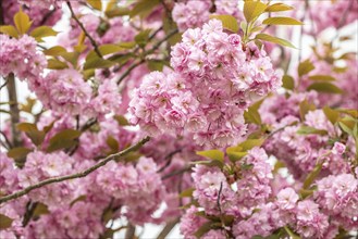 Japanese flowering cherry (Prunus serrulata Kanzan), Emsland, Lower Saxony, Germany, Europe