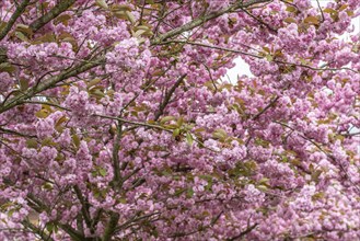 Japanese flowering cherry (Prunus serrulata Kanzan), Emsland, Lower Saxony, Germany, Europe