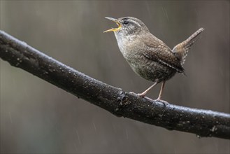 Eurasian wren (Troglodytes troglodytes), singing, Emsland, Lower Saxony, Germany, Europe