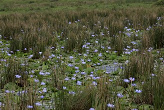 Blue water lily (Nymphaea capensis), Blue Cape water lily, flowering, in the water, Saint Lucia