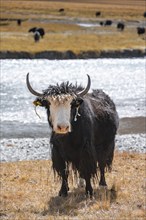 Yak by a river, Burkhan Valley, Terskey Ala-Too, Tien Shan, Issyk Kul Province, Kyrgyzstan, Asia