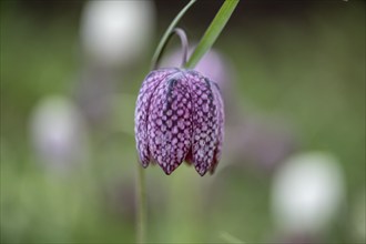 Snake's head fritillary (Fritillaria meleagris), Emsland, Lower Saxony, Germany, Europe