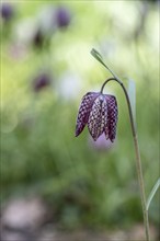 Snake's head fritillary (Fritillaria meleagris), Emsland, Lower Saxony, Germany, Europe