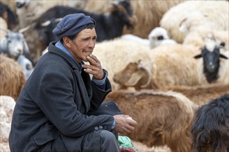 Portrait, man with typical Moroccan clothing, sitting in front of a flock of sheep, Morocco, Africa