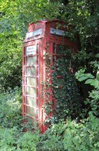 Overgrown rural red traditional phone box, Hoo, Suffolk, England, UK