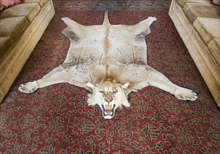 Lion skin big cat rug hunting trophy Library room inside Bowood House and gardens, Calne,