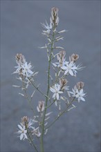 Small-fruited Affodil (Asphodelus aestivus), Affodill, Asphodelaceae, Asparagales, nature