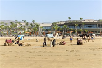 Camels on sandy beach in front of hotels, Taghazout, Morocco, North Africa, Africa