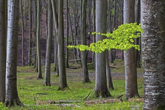 Tree trunks of European beech trees and twig with fresh budding leaves in broadleaved forest in