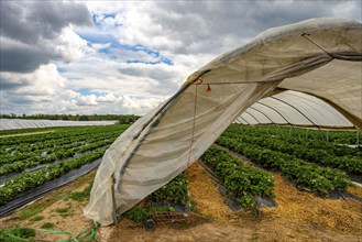 Harvest of strawberries, strawberry cultivation in the open, under a foil tunnel, young strawberry